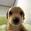 WTFDOG