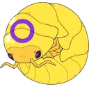 isopod_intersex