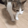 CatDead