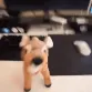 deerchaos deerchaos