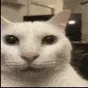 Car_stare