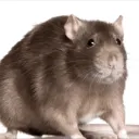 ratthumbsup