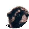 pedroracoon