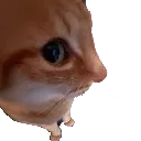 catSideeye