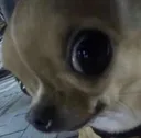 dogwhat