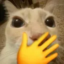 cattOMG cattOMG