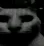 cat_stare
