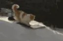 WickedCat