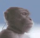 nokek nokek