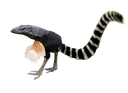 Franklin