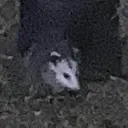 opossum