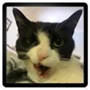 CatliestIcon