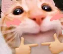 fingie_cat