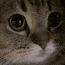 kittymeow