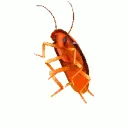 spingayroach