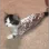 foiledcat foiledcat