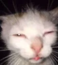 cat_sus