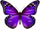 Purple_Butterfly_PNG_Clipart