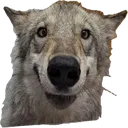 emote