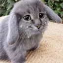 SadCabbit
