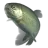 trout