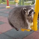 RaccoonSwing
