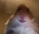 What_in_the_hampter