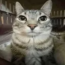 Stare