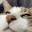 cat_closestare