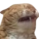 Naurr