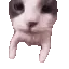 CatKISS