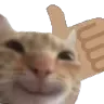 Catthumbsup