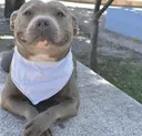 doggydog