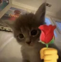 CatRosee