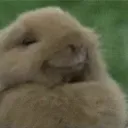 grin grin