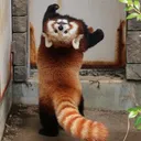 redpanda_backwards