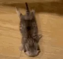 kibbyswim