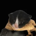 CatExplode
