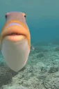 fishstare fishstare