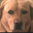 beedogjudge Discord emoji