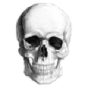 Skull_realistic