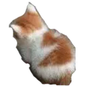 angy