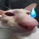 kobtnsj