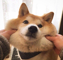 squishcheeks Discord emoji