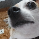 sideeyedog Discord emoji