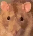 ratstare ratstare