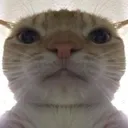 catstare2