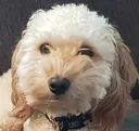 fire_dog