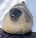 sealgarlic