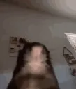 rat